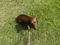 Tweeny(beautiful brindle), a female Miniature Dachshund for sale in Bumpass, VA – 8 of 8