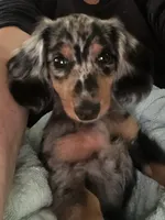 Sebastian.   ( on hold), a male Miniature Dachshund for sale in Bumpass, VA – 9 of 9