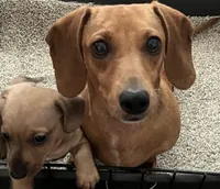 Rosie mae, a female Miniature Dachshund for sale in Bumpass, VA – 2 of 3