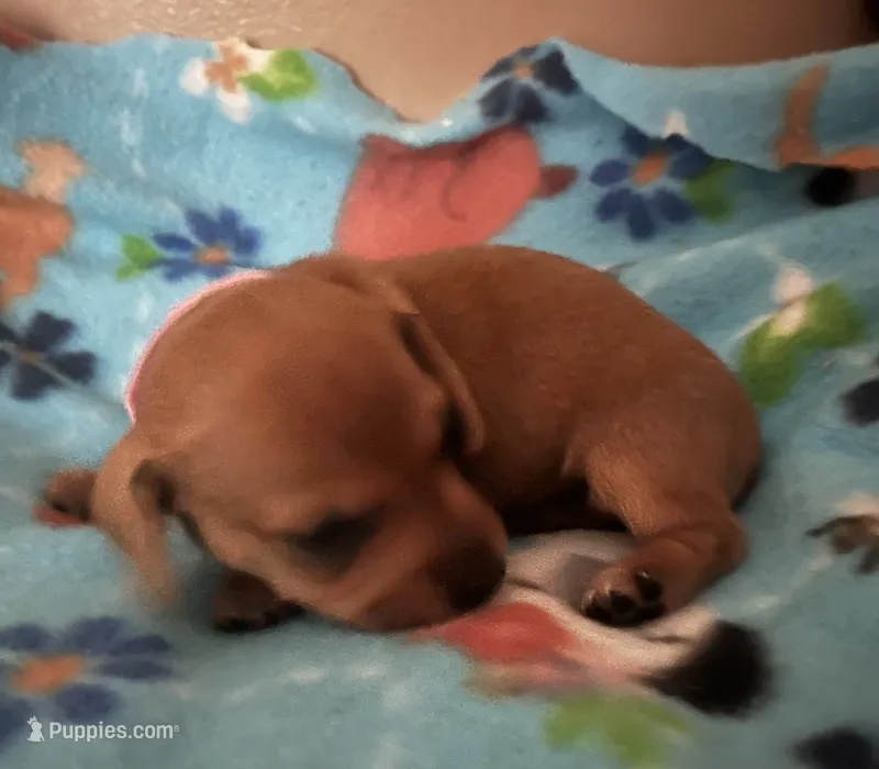 Little ruby – Miniature Dachshund puppy for sale in Bumpass, VA