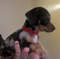 Tiny nugget, a male Miniature Dachshund for sale in Bumpass, VA – 8 of 9