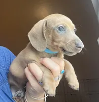 Bogey (blue shaded), a male Miniature Dachshund for sale in Bumpass, VA – 6 of 10