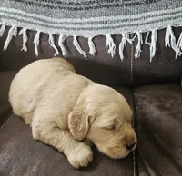 Allie, a female Golden Retriever for sale in Canon, GA – 1 of 1
