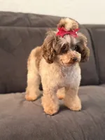 Prada, a female Poodle - Toy  for sale in Hardin, TX – 4 of 7