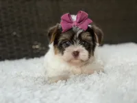 Gwen, a female Yorkshire Terrier for sale in Hardin, TX – 8 of 8