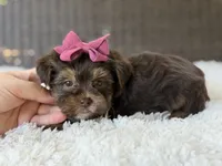 Darla , a female Yorkshire Terrier for sale in Hardin, TX – 3 of 10