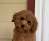 Red Romeo, a male Cavapoo and Poodle - Toy  for sale in Hardin, TX – 3 of 7
