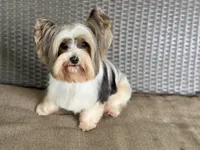 Cami, a female Yorkshire Terrier for sale in Hardin, TX – 6 of 6