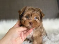 Jasmine (blue/green eyes), a female Yorkshire Terrier for sale in Hardin, TX – 5 of 10