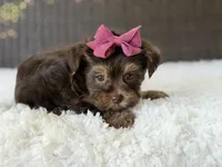Darla , a female Yorkshire Terrier for sale in Hardin, TX – 8 of 10