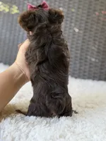 Darla , a female Yorkshire Terrier for sale in Hardin, TX – 4 of 10