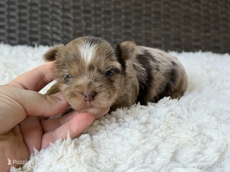 Callie  – Yorkshire Terrier puppy for sale in Hardin, TX