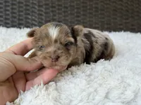Callie , a female Yorkshire Terrier for sale in Hardin, TX – 4 of 8