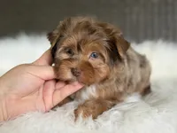 Jasmine (blue/green eyes), a female Yorkshire Terrier for sale in Hardin, TX – 4 of 10
