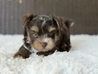 Kipp, a male Yorkshire Terrier for sale in Hardin, TX – 4 of 8