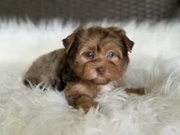 Jasmine (blue/green eyes), a female Yorkshire Terrier for sale in Hardin, TX – 8 of 10