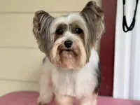 Cami, a female Yorkshire Terrier for sale in Hardin, TX – 2 of 6