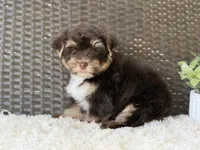Toby , a male Yorkshire Terrier for sale in Hardin, TX – 7 of 8