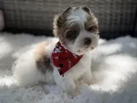 Dapper , a male Yorkshire Terrier for sale in Hardin, TX – Photo 6 of 10