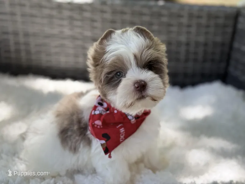 Dapper  – Yorkshire Terrier puppy for sale in Hardin, TX