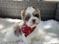 Dapper , a male Yorkshire Terrier for sale in Hardin, TX – Photo 1 of 10