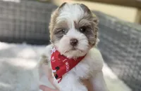 Dapper , a male Yorkshire Terrier for sale in Hardin, TX – Photo 2 of 10