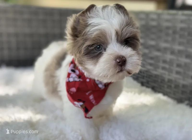 Dapper  – Yorkshire Terrier puppy for sale in Hardin, TX