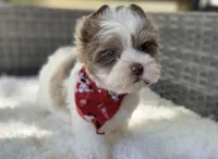 Dapper , a male Yorkshire Terrier for sale in Hardin, TX – Photo 4 of 10