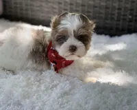 Dapper , a male Yorkshire Terrier for sale in Hardin, TX – Photo 8 of 10