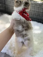 Dapper , a male Yorkshire Terrier for sale in Hardin, TX – Photo 10 of 10