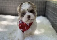 Dapper , a male Yorkshire Terrier for sale in Hardin, TX – Photo 3 of 10