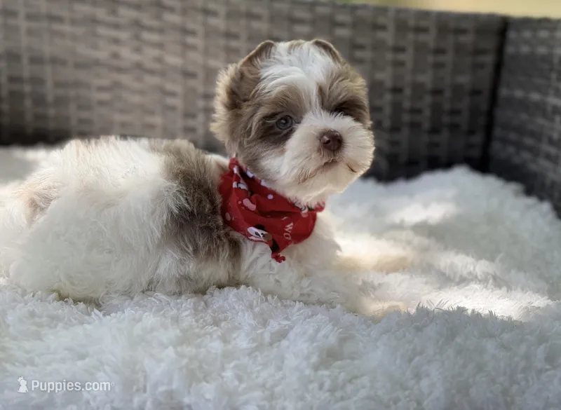 Dapper  – Yorkshire Terrier puppy for sale in Hardin, TX