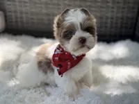 Dapper , a male Yorkshire Terrier for sale in Hardin, TX – Photo 5 of 10