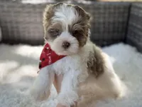 Dapper , a male Yorkshire Terrier for sale in Hardin, TX – Photo 9 of 10