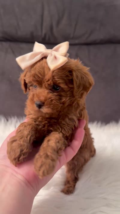 Rose, a female Poodle - Toy  for sale in Hardin, TX – 9 of 9