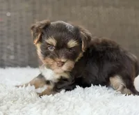 Toby , a male Yorkshire Terrier for sale in Hardin, TX – 8 of 8