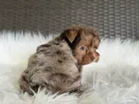 Jasmine (blue/green eyes), a female Yorkshire Terrier for sale in Hardin, TX – 6 of 10