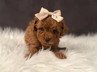 Rose, a female Poodle - Toy  for sale in Hardin, TX – 2 of 9
