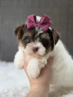 Gwen, a female Yorkshire Terrier for sale in Hardin, TX – 2 of 8