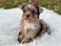 Callie , a female Yorkshire Terrier for sale in Hardin, TX – 7 of 10