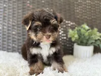 Toby , a male Yorkshire Terrier for sale in Hardin, TX – 5 of 8