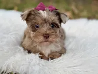 Callie , a female Yorkshire Terrier for sale in Hardin, TX – 4 of 10
