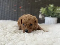 Marigold, a female Poodle - Toy  for sale in Hardin, TX – 3 of 8