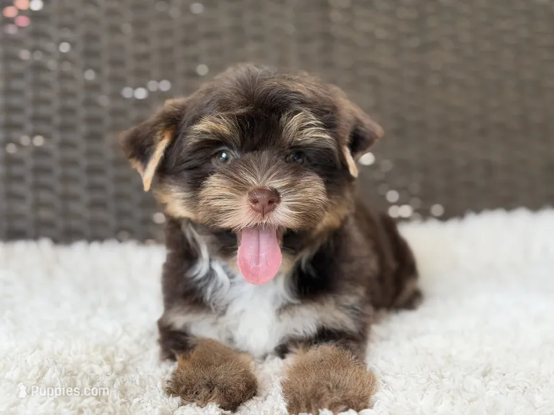 Toby  – Yorkshire Terrier puppy for sale in Hardin, TX