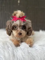 Prada, a female Poodle - Toy  for sale in Hardin, TX – 6 of 7