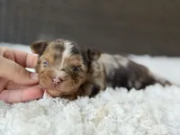 Cooper, a male Yorkshire Terrier for sale in Hardin, TX – 3 of 10