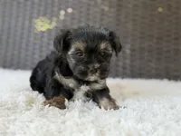 Theo , a male Yorkshire Terrier for sale in Hardin, TX – 7 of 10