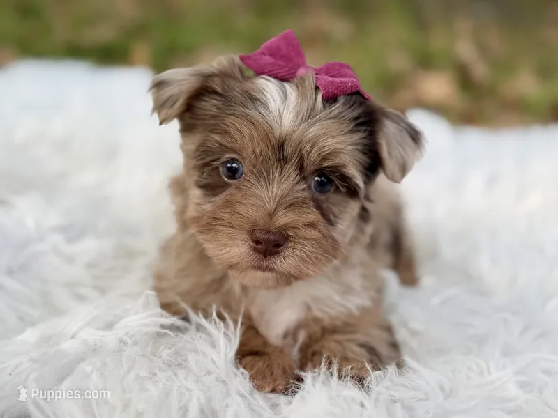 Callie  – Yorkshire Terrier puppy for sale in Hardin, TX