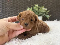 Rose, a female Poodle - Toy  for sale in Hardin, TX – 3 of 6