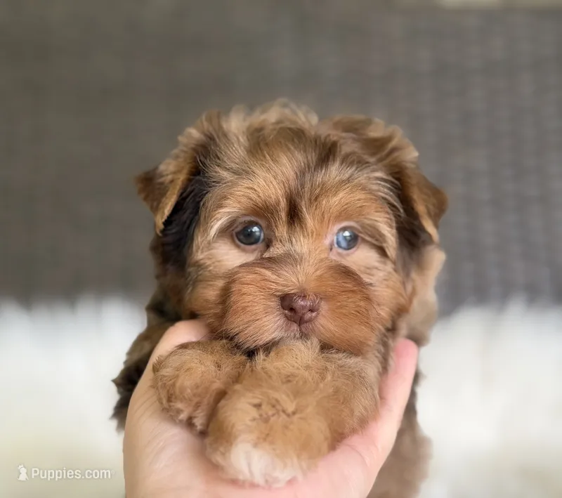 Jasmine (blue/green eyes) – Yorkshire Terrier puppy for sale in Hardin, TX